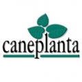 Ornamental Plants